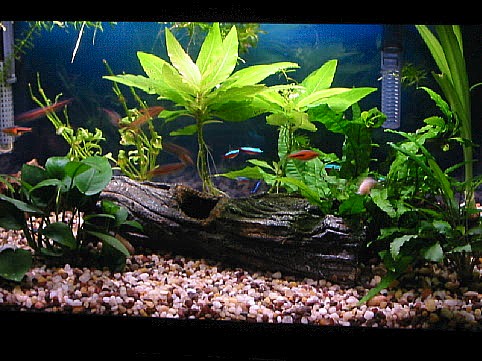 15 Gallon Briar Bush Tank