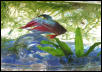 "Claude" the betta