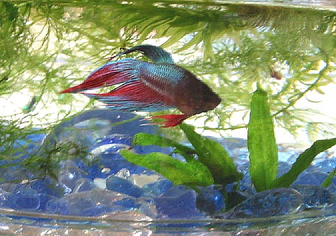 "Claude" the betta