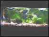 Comet tank (20g long)