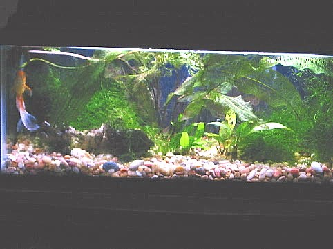 Comet tank (20g long)