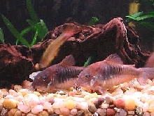 Cories