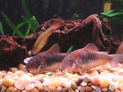 Cories