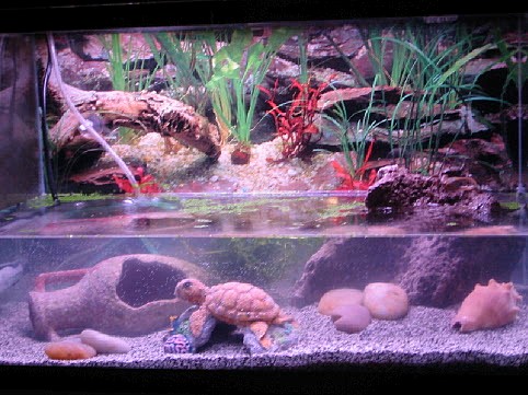 Crabitat