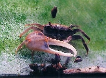 Crab 'n' Snails