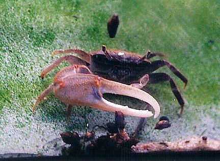 Crab 'n' Snails