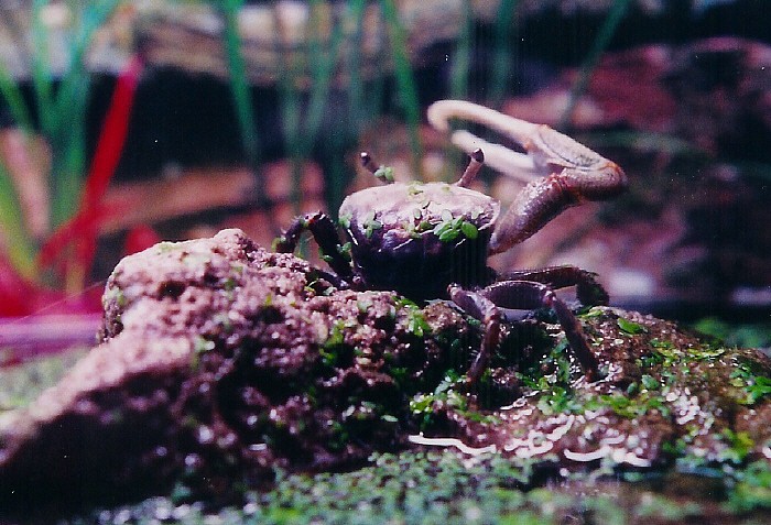 It Rose From The Deep