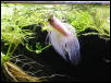 "Frosty" the betta