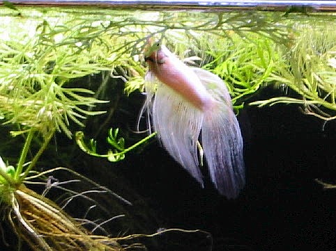 "Frosty" the betta