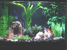 Goldfish Tank