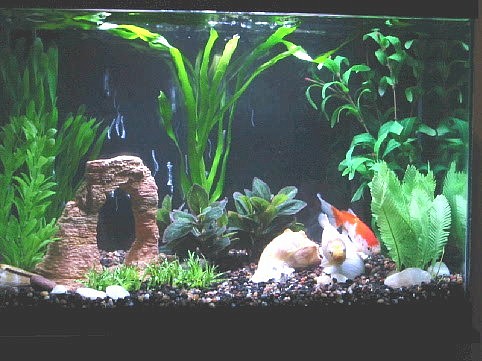 Goldfish Tank