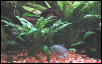 Mrs. Gourami