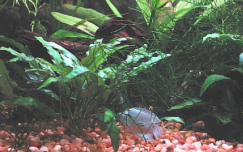 Mrs. Gourami