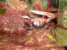Karate Crab