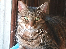 Kokomo Sitting at the Window