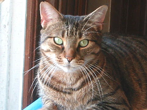 Kokomo Sitting at the Window