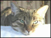 Kokomo