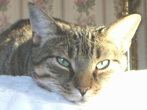 Kokomo