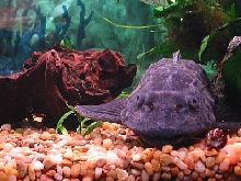 Pleco Puss