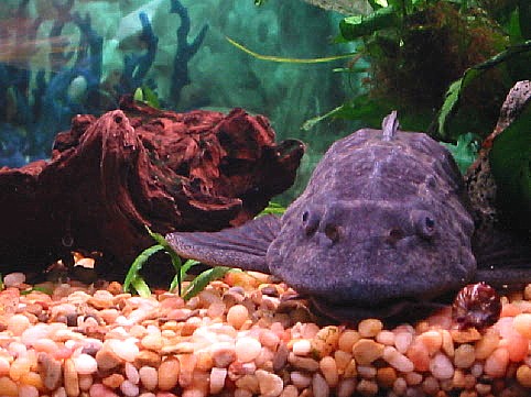 Pleco Puss