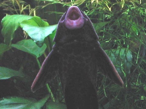 Munchmouth