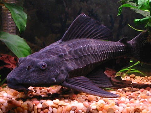 Pleco Portrait
