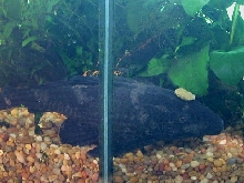 Pleco Fashion