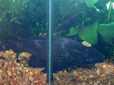 Pleco Fashion