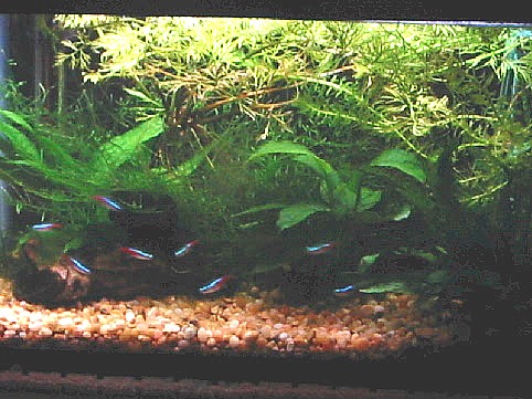 The Neon Jungle (5 gal.)