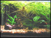 5 gallon neon/cory tank