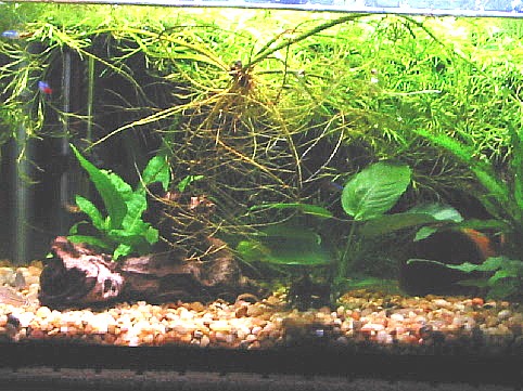 5 gallon neon/cory tank