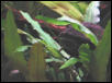 Peeking Pleco