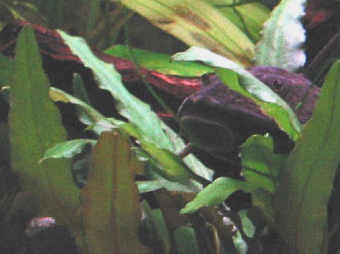 Peeking Pleco