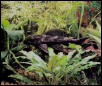 Common Pleco