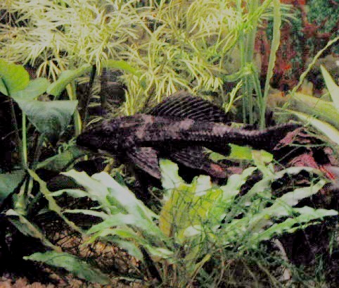 Common Pleco
