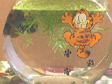 Garfield and Friends?