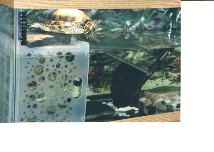 Tank Set Up #2