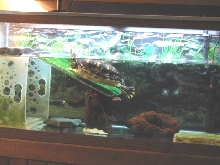 Tank Set Up #2a