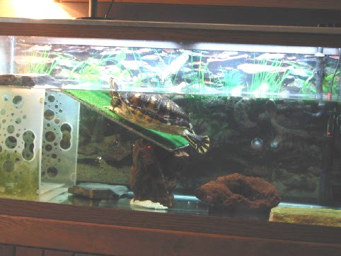Tank Set Up #2a