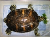 Turtle Cafe