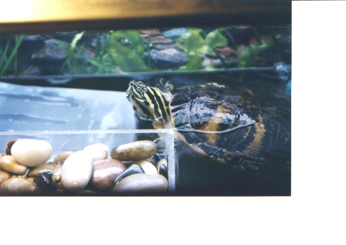 Cooter on the Ramp