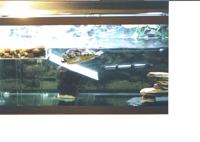 Tank Set Up #1
