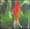 Vertical Fish