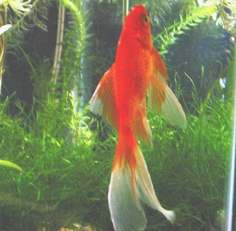 Vertical Fish