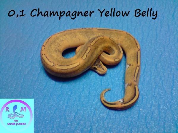 0,1 Champagner yellow belly