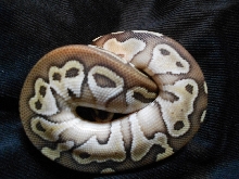Lesser fire, 1,0