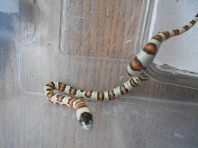 mex thayeri X nelsoni albino
