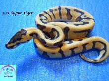 1,0 Super tieger /super enchi desert