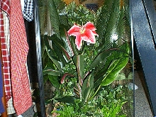 Crested Enclosure