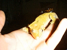 Bud